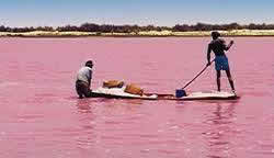 lac-rose...